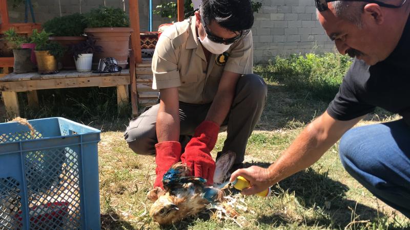 Yaralı Kızıl Şahin Tedavi Altına Alındı