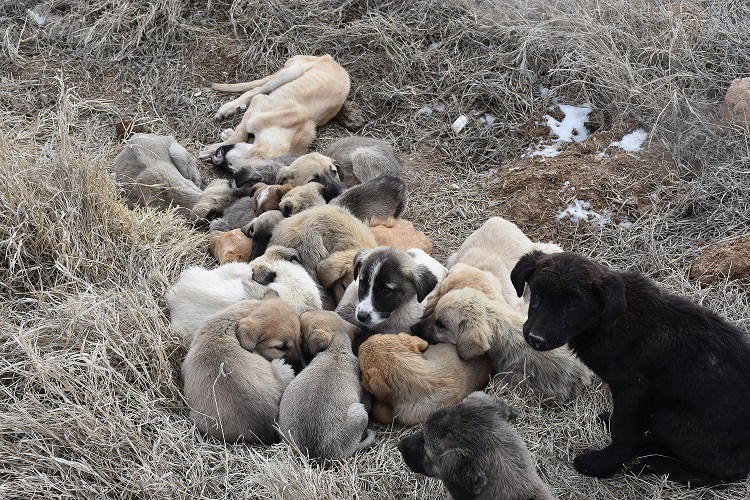 Yavru Köpekler Soğukta Ölüme Terk Edildi