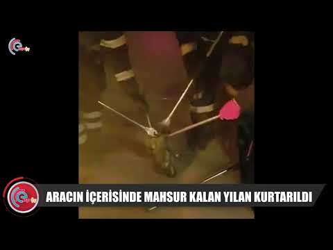 ARACIN İÇERİSİNDE MAHSUR KALAN YILAN KURTARILDI